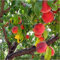 Albero Di Pesco 2 anni