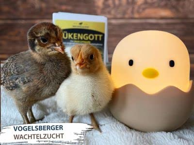 WachtelGlück® Kükengott Kükenlampe