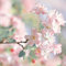 350 pcs hängende begonie samen, begonien samen, winterharte pflanzen, bodendecker winterhart begonie pflanze - Malus spectabilis - blumenwiese, topfpflanzen echt wildblumensamen, balkon