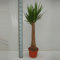 XL Yucca-Palme, Palm-Lilie, (Yucca elephantipes), 1 Stamm, ca. 140 cm hoch, Zimmerpflanzen, Kübelpflanzen, Palme