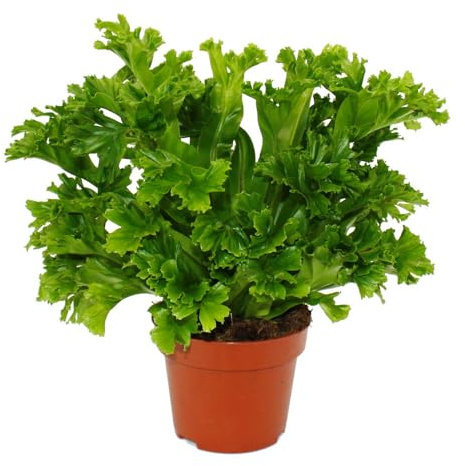 Asplenium antiquum Leslie Farn-Sorten fürs Zimmer Nestfarn 12cm Topf