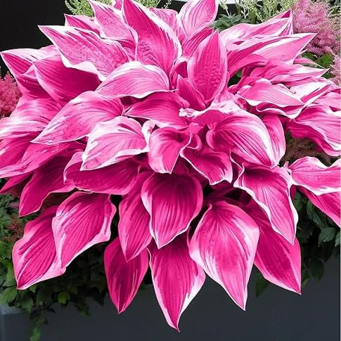 50 graines de plantes Hosta fraîches et neuves