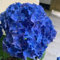 160 Pcs Hortensien Samen Winterhart - Hydrangea Macrophylla - Blumendeko, Pflanzen Für Sonnige Plätze Hortensie Blumen Samen, Kräuterpflanzen, Blumen Für Balkon Blumen Balkon, Garten