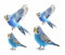 AdriLeo - Aufkleber 4er-Set – blauer Wellensittich - Deko Autoaufkleber Sticker Vogel Papagei