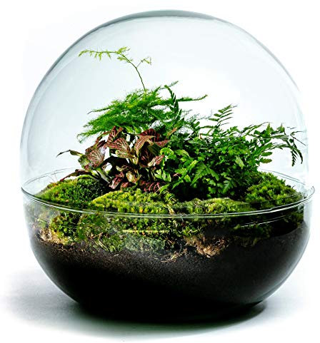 Growing Concepts DIY Nachhaltiges Ökosystem Flaschengarten Biodome - Botanische Mischung - H30xØ30cm