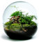 Growing Concepts DIY Nachhaltiges Ökosystem Flaschengarten Biodome - Botanische Mischung - H30xØ30cm