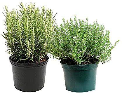 DECOALIVE Plantas Aromáticas para Cocinar: Romero y Tomillo Plantas Naturales para la Cocina, 8436601571021