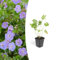 Trendyplants - Geranium Rozanne - 12 Stück - Storchenschnabel - Höhe 20-30cm - Topfgröße Ø9cm