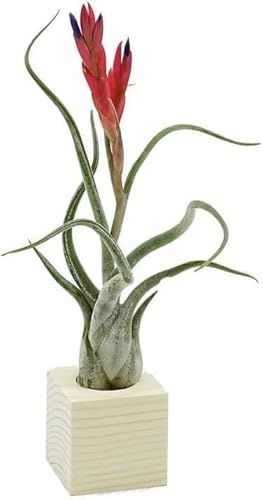 Michieli Tillandsia Caput Medusae Pianta Vera da Interno con Supporto in Legno Naturale Essenziale 4x4 cm Senza Terra Design Italiano Made in Italy