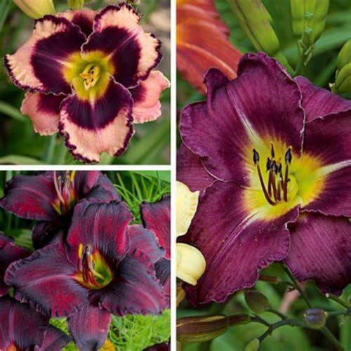 Taglilien, Mehrjährig, (/Stauden/Staude/) Winterhart, Beste Sorte, Botanik Kollektion, Pflegeleicht, BlüHend, Hemerocallis,-3Zwiebeln-F