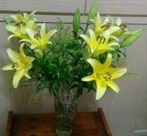 Bulbes de Lys Oriental Vivaces - Plantes en Pot ou Jardin Description Fleurs (4, jaune)