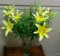 Bulbes de Lys Oriental Vivaces - Plantes en Pot ou Jardin Description Fleurs (4, jaune)