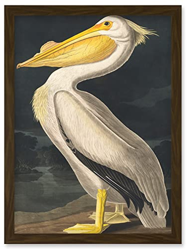 Wee Blue Coo John James Audubon Style Pelican Bird Vintage Detailed Illustration Artwork Framed Wall Art Print A4