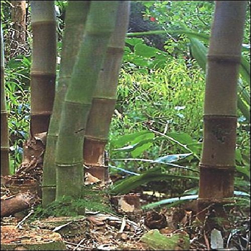 Semillas de Bambú Gigantes para plantar | Hierba ornamental Dendrocalamus Giganteus - 50 semillas