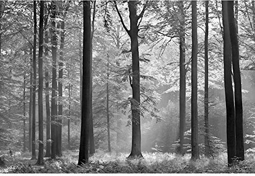 Vlies Fototapete Baumstämme | Wald Fototapete schwarz weiß ideal für Schlafzimmer und Flur | Moderne 3D Baumtapete in Grau