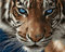 Artnapi Malen nach Zahlen Erwachsene mit Rahmen | DIY Handgemalt | Tiere - Tiger | Kit für Anfänger und Erwachsene | Set inklusive Acrylfarben & Pinsel | 40x50cm Leinwand | Ideal als Geschenk