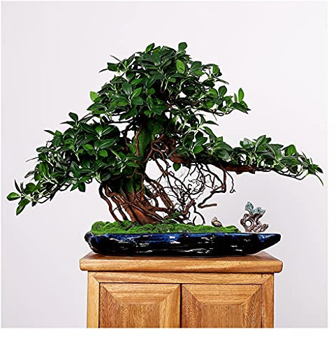zxb-shop Künstlicher Baum Künstlicher Banyan-Baum Realistische Blätter Künstliche Topfpflanzen Künstliche Banyan-Baum Innendekoration Ornamente Haus Und Büro Simulation Bonsai