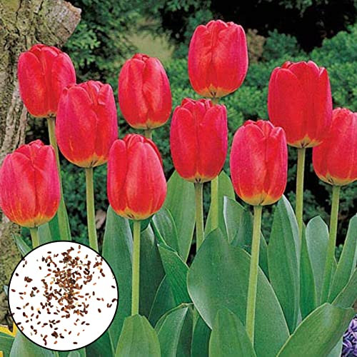 Tulpen samen 200 Stück Blumen samen produktive einfach zu keimende attraktive Landschafts gestaltung gemischte Tulpen samen für zu Hause Rot