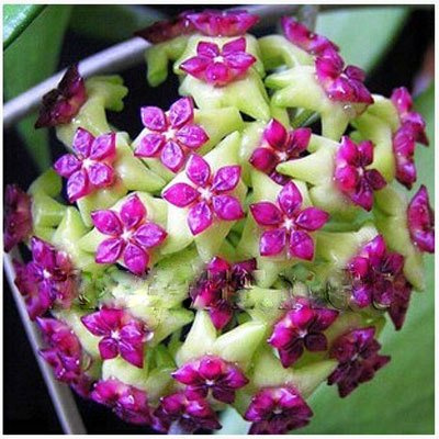 (Hoya 22 Tipo Con * *) Semi Hoya Carnosa Delle Piante, Hoya Seme 100 piezas/bolsa (Hoya 10)