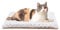 Petace Self Heating Cat Bed Mat 60 x 45 cm, Dual-sided Self-warming Pet Pad, Cordless Heated Cat Blanket, Small Dogs Warming Mat