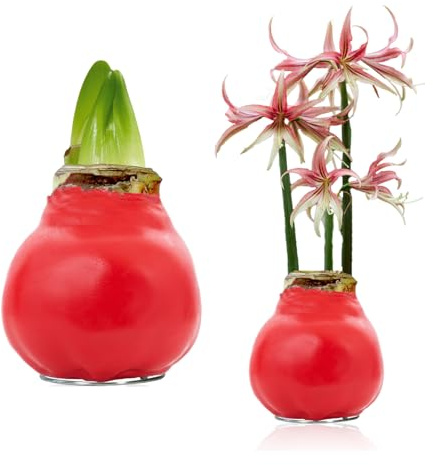 Amaryllis in Wachs Gewachst Pflegeleicht - Red Palette - 1 Zwiebel | Gewachste Amaryllis-Zwiebel aus Holland, Sorte Red Palette, Großformat 28/30, ohne Topf/Erde, ohne Gießen (kein Samen)