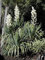 Semi di piante di Yucca Gloriosa:Seeds Only