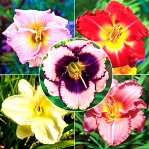 Bulbi di Hemerocallis - fiori ornamentali gialli - adatti per giardini - piante perenni resistenti al freddo - lungo periodo di fioritura - ideali per uso esterno-3bulbi