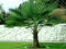 Trachycarpus fortunei Hanfpalme bis 170 cm Höhe aus Deutscher Freilandzucht. Frosthart bis - 19 Grad Indoor und Outdoor