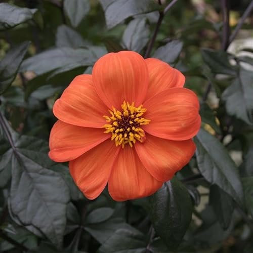 Dahlia Bishop of Oxford |Plug Plant | Perennial