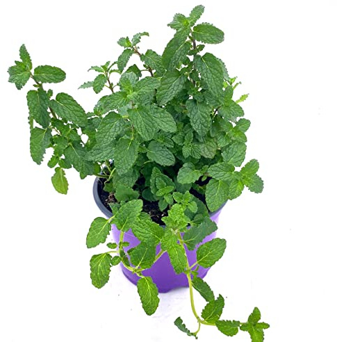 Erdbeer-Minze Pflanze – Winterhart & Mehrjährig – Intensives Frucht-Aroma für Tee & Cocktails – Kräuter-Topf für Balkon & Garten 4er-Set