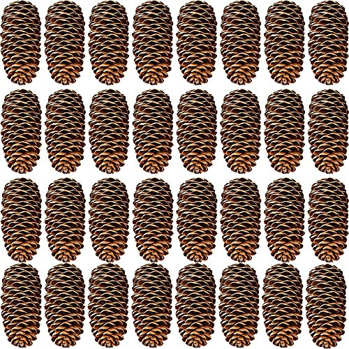 Rcanedny 30 Pieces Large Christmas Snow Pine Cones Natural Pine Cones Natural Pinecones for Christmas Party Ornament DIY Crafts Home Decoration (8-10 cm)