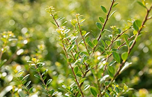 Ilex crenata 'Stokes' Kugel 30–35 cm – Immergrün, Winterhart, Pflegeleicht – Japanische Stechpalme – Formgehölz für Kübel & Beete