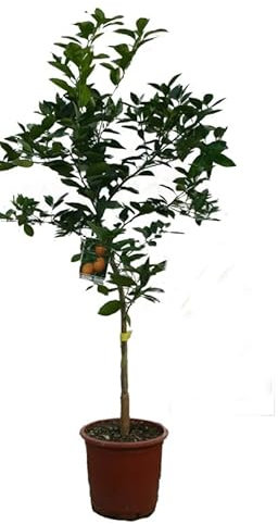 Citrus sinensis: Naranjo Árbol Frutal Ideal para Cultivar tus Propias Naranjas