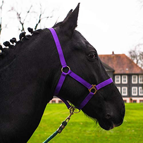 Halfter für Pferd Warmblut, Vollblut, Kaltblut – Stallhalfter, Weidehalfter, 2 Fach verstellbar an Kinnriemen und Genickstück, sicher & reißfest (Lila, Shetland Pony (Shetty))