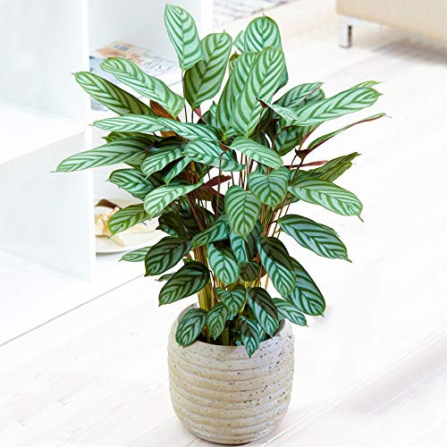 1 x Calathea Compact Star 30-40 cm Korbmarante im Topf fürs Zuhause oder das Büro