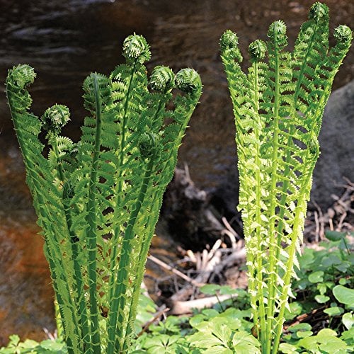 Outdoor Ferns Shuttlecock Fern Plants Hardy Perennial for Woodland Garden & Shaded Areas 3 x Matteuccia struthiopteri Plants in 9cm Pots