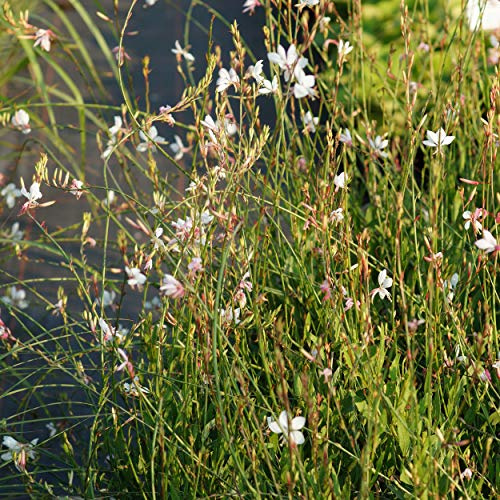 Blumixx Stauden Gaura lindheimeri 'Whirling Butterflies' – Prachtkerze, weiß blühend, winterharte Staude, insektenfreundlich, für Beet