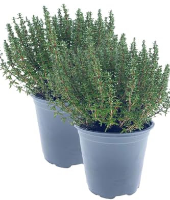 2er Set Italienischer XXL Thymian im 15cm Topf