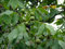 Echte Walnuss Juglans regia Pflanze 45-50cm Walnussbaum Welschnuss Baumnuss