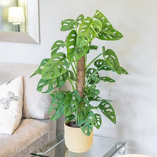 Plant Theory 75cm Monstera Monkey Leaf Mini Swiss Cheese Plant Moss Indoor Plant 16cm Pot