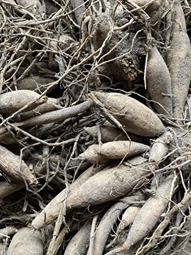 3 x Pink and Yellow Dahlia Pasadoble Dancer (Dinner-Plate) Tuber to Plant (Free UK Postage)