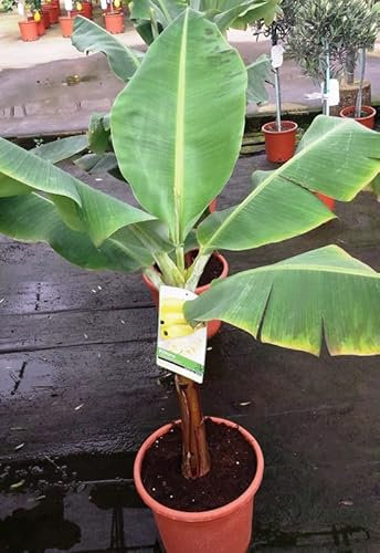 Platanera Bananera XL Altura Aproximada 80-95cm Planta Interior Natural