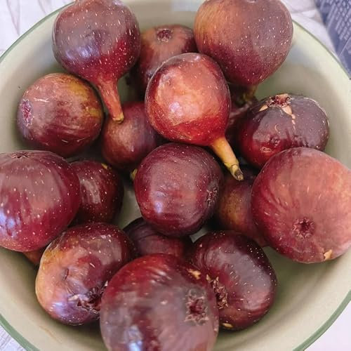 100 pcs Feigenbaum Samen Frisches Obst Sukkulenten Feigen Baum, Ficus carica, exotische früchte, hochbeet balkon pflanzen für garten, bio saatgut bäume garten winterhart pflanze bohnenkraut