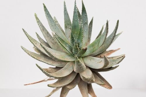 Lot de 25 graines à semer - Le Grenier d'Abondance - ALOE Aculeata - Plante succulente