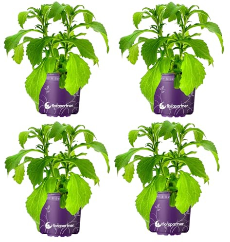 Stevia Pflanze Stevia rebaudiana Süßkraut Kräuterpflanzen 4er Set