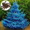 Semillas florales de 150 piezas, abeto rosa azul, semillas de flores de crecimiento rápido, resistentes al frío, semillas florales con valor ornamental, un regalo para los amantes del jardín Azul