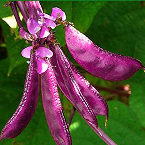 Haloppe 10 Stück Hyazinthe-Bohnen-Samen für die Bepflanzung des Hausgartens, Blumensamen, die lila Hyazinthe-Bohnen-Samen für den Bauernhof verklumpen Rot