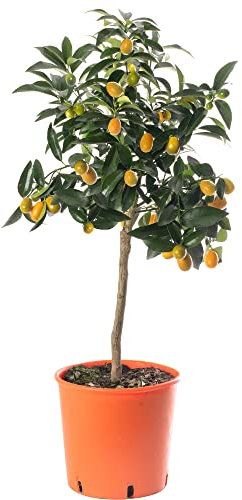 Grande albero di agrumi kumquat, coltiva il tuo frutto a casa, sia in giardino che all'interno.