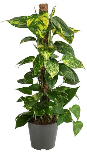 Dehner Efeutute, Epipremnum aureum, Kletterpflanze, an Moosstab gebunden, 70-80 cm inkl. Pflanztopf, Ø Topf 19 cm, Zimmerpflanze