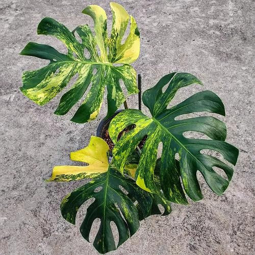 Lot de 50 graines fraîches de Monstera
